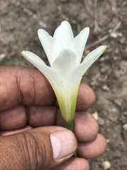 Zephyranthes alba
