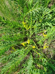 Astragalus wolgensis