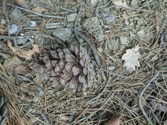 Pinus brutia pityusa