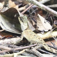 Acanthosaura meridiona