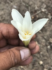 Zephyranthes alba