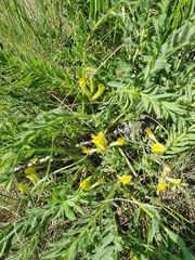 Astragalus wolgensis