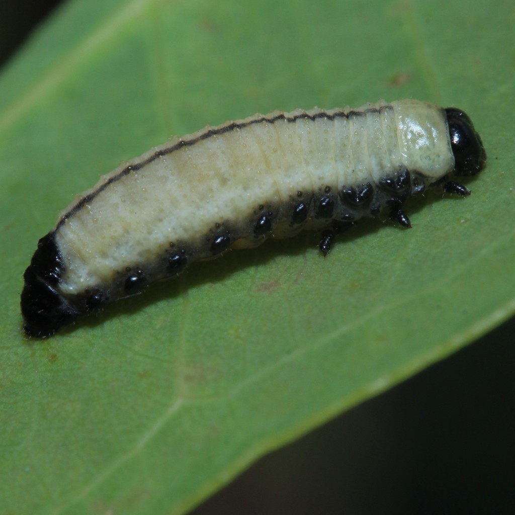Eucalyptus variegated beetle