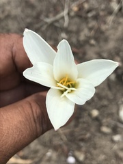 Zephyranthes alba