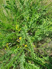 Astragalus wolgensis