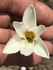 Zephyranthes alba