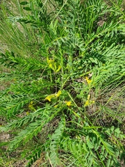 Astragalus wolgensis