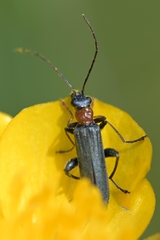 Anogcodes seladonius