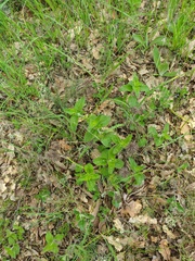 Clinopodium caucasicum