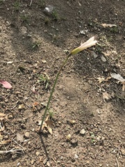 Zephyranthes alba