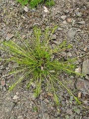 Stachys angustifolia