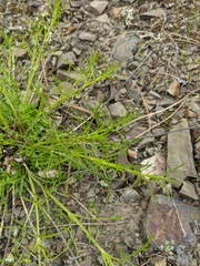 Stachys angustifolia