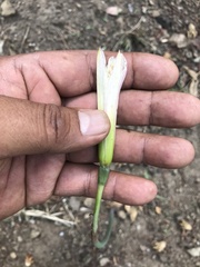 Zephyranthes alba
