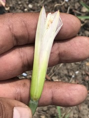 Zephyranthes alba