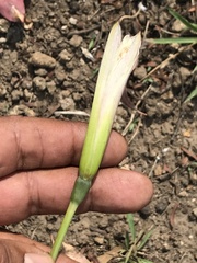 Zephyranthes alba
