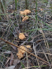 Ramaria anziana