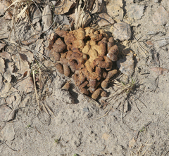 Tetrao urogallus