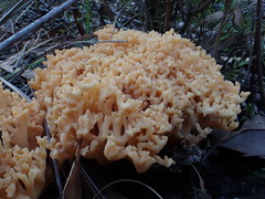 Ramaria anziana