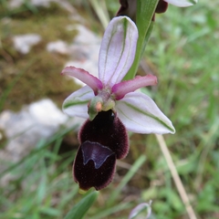 Ophrys bertolonii balearica