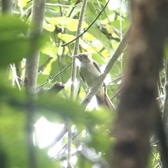 Alophoixus ochraceus