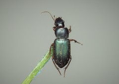 Ophonus azureus