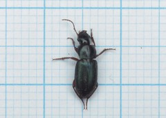 Ophonus azureus