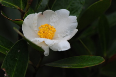 Theaceae