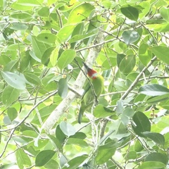 Psilopogon mystacophanos