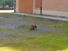 Oryctolagus cuniculus domesticus