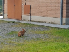 Oryctolagus cuniculus domesticus