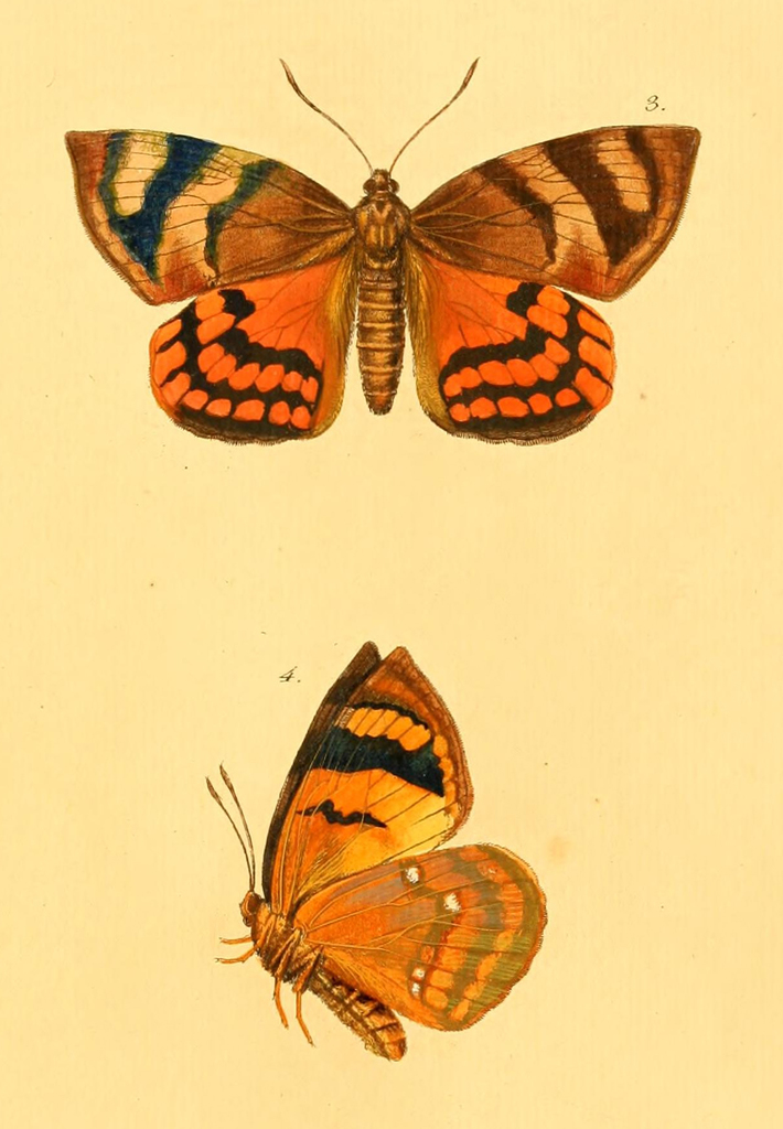 Ceretes thais