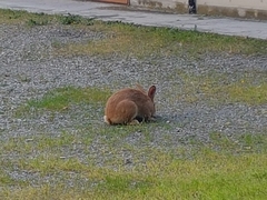 Oryctolagus cuniculus domesticus