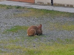Oryctolagus cuniculus domesticus