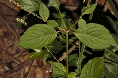 Achyranthes aspera var. sicula image