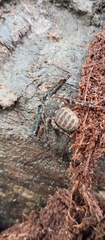 Arthropoda