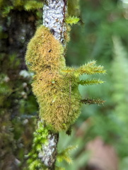 Coenogonium implexum
