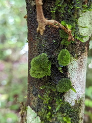 Coenogonium implexum