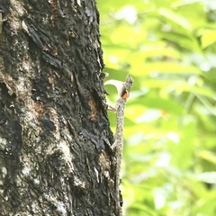 Draco blanfordii