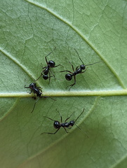 Polyrhachis mucronata