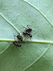 Polyrhachis mucronata