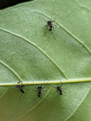 Polyrhachis mucronata