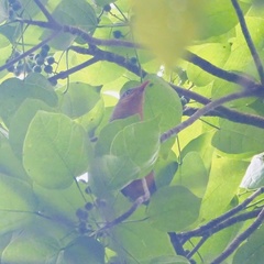 Zanclostomus javanicus