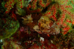 Clinus taurus