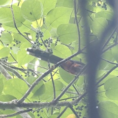 Zanclostomus javanicus