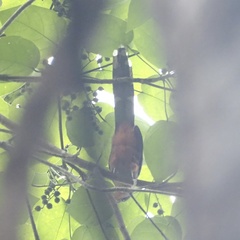 Zanclostomus javanicus