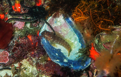 Thyone aurea