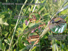 Platycnemis phyllopoda