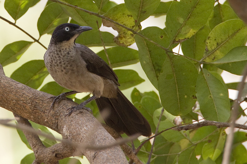 Blackcap Babbler (Turdoides reinwardtii) photo