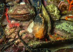 Coccotropsis gymnoderma