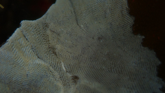 Membranipora rustica